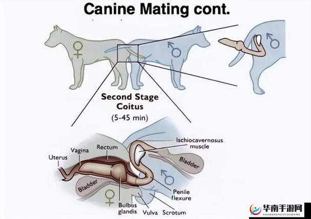 狗配人如何配的相关探讨