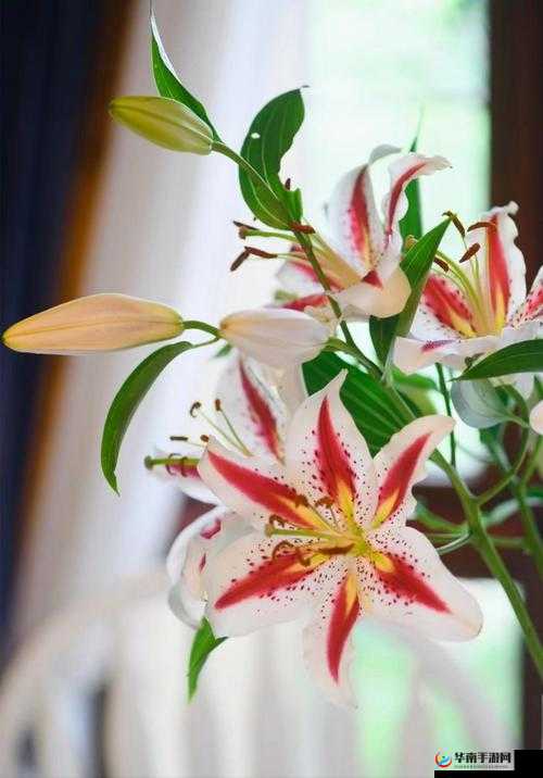 百合做运动视频教程网站：优质内容分享