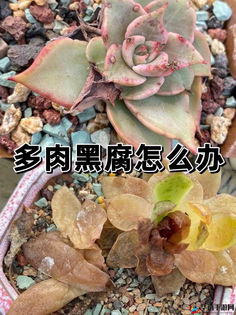 1V3 多肉多车高校生活玩嗨啦