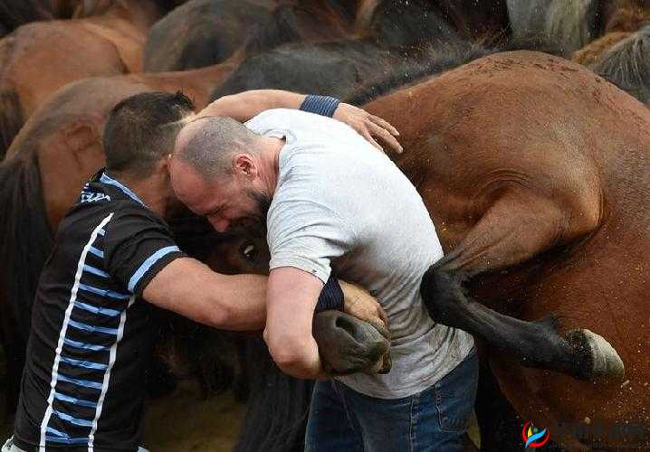 免费人马大战 CSDN：技术之巅的对决