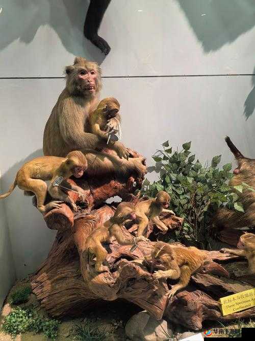 ZOOM 动物人：一场别样的动物世界之旅