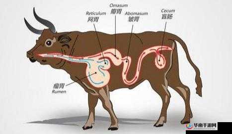 牛百叶：牛胃的哪一部分？