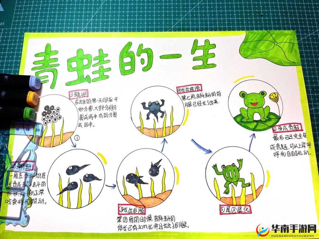 旅行青蛙的成长奥秘：探索其长大后的形态变化与未来面貌
