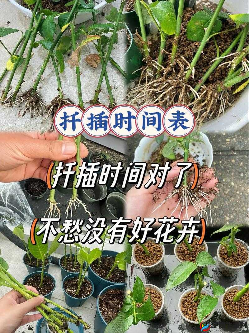 欧式 72 种扦插法的注意事项：确保成功率的关键步骤