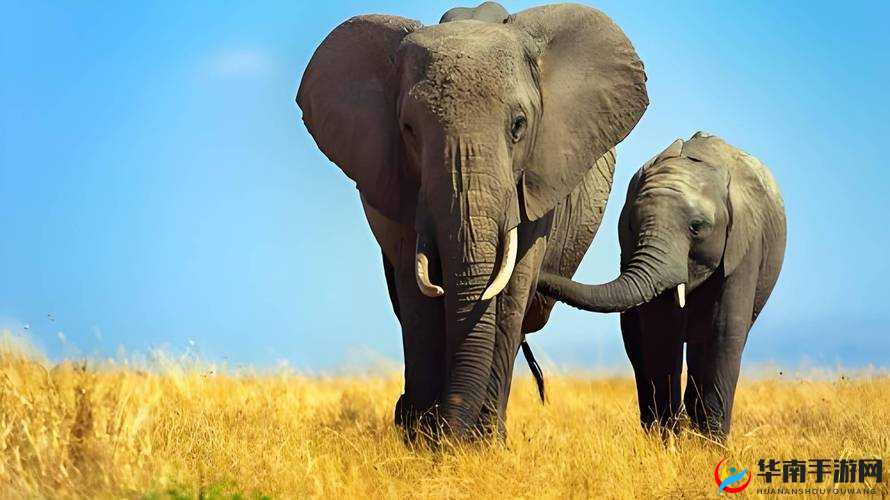 x7x7 任意噪入口直达大象：你所不知的秘密