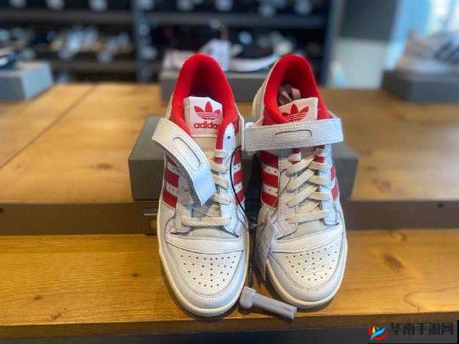 三叶草 gy3543：神奇的存在