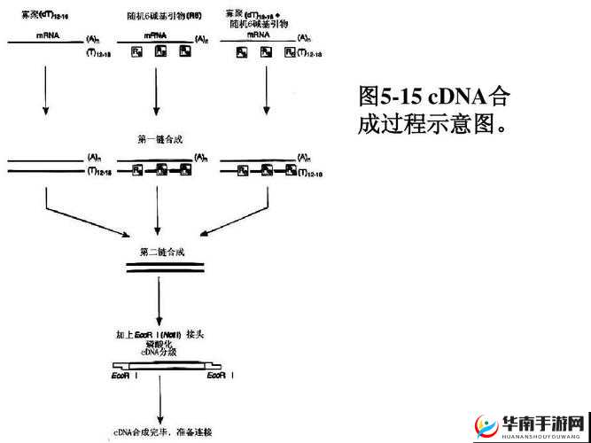 RNA 与 cDNA 杂交技术及其应用