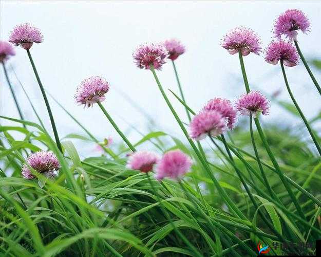 野花：高清中文免费日本精品版，极致视觉享受