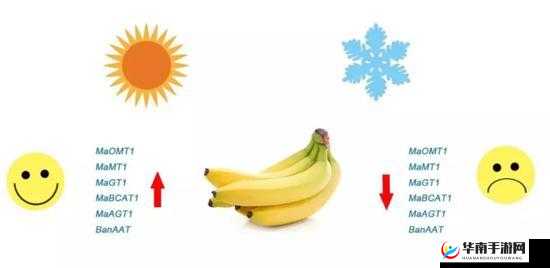 香蕉 18 度和 38 度有什么变化吗：探究温度影响