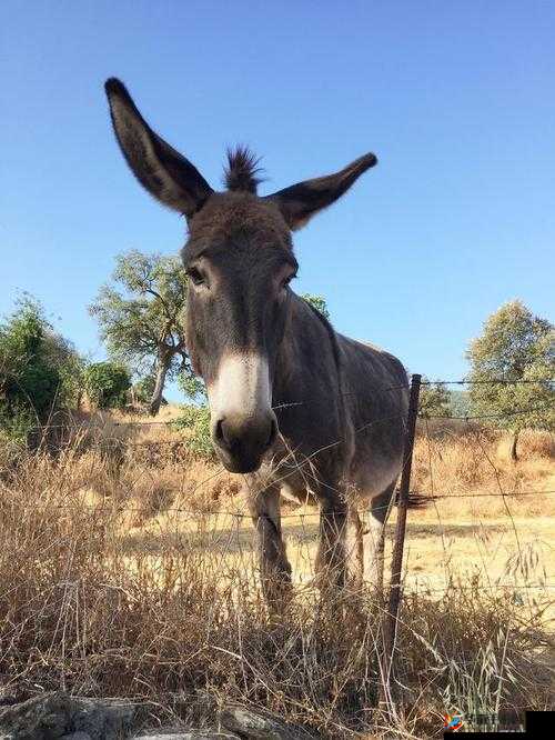 傻大壮长的驴一样的东西的奇特之处