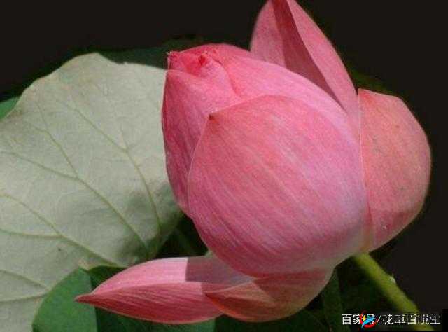 女人半夜莲花开难受该如何应对