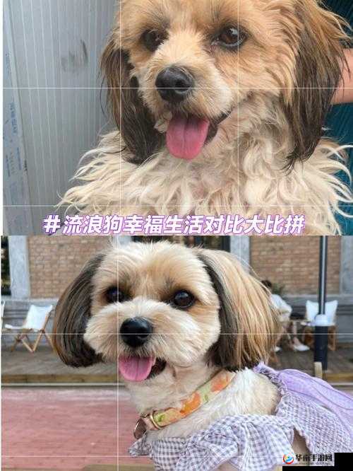 日本 MINDUP 狗与普通版对比：谁更胜一筹？