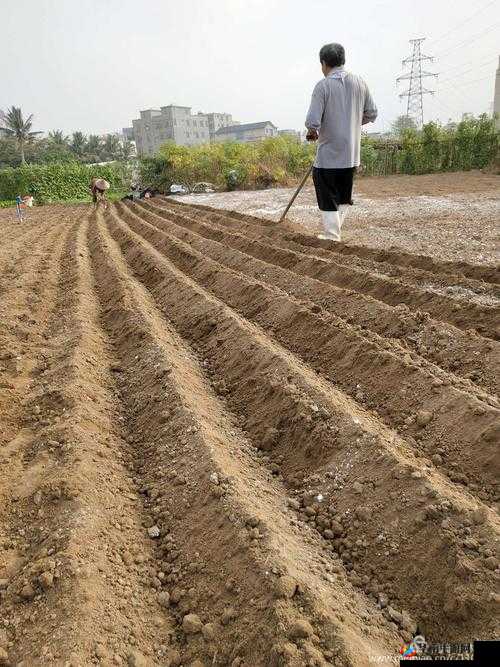 麻豆精产国品一二三产区区农民：辛勤耕耘的群体