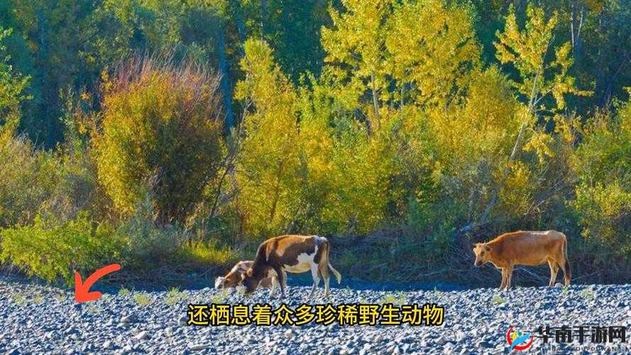 大地视频浏览二页：精彩内容等你看