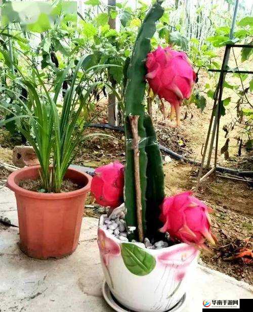 苏家有女 1v5 黄心火龙果：精彩剧情待你开启