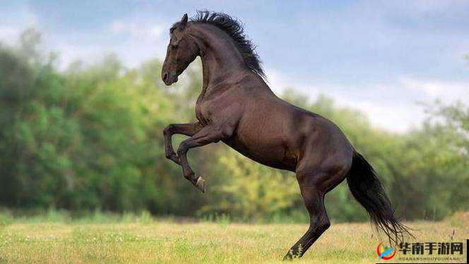 随着马的奔跑越来越快：前方的路