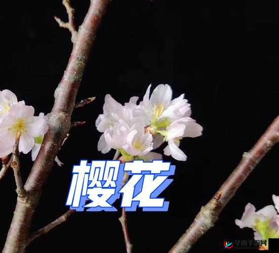 请用你的手打扰我樱花：一段浪漫的邀约