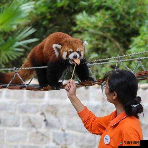熊猫截图预览：萌态可掬的消除游戏精彩瞬间展示