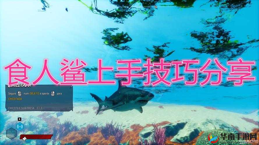 食人鲨速成指南：掌握高效上手技巧