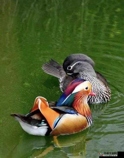 播放么么么么么么么么小说：甜蜜爱情故事等你来听