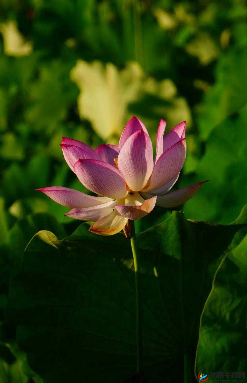 亭亭玉立的荷花国色天香之美