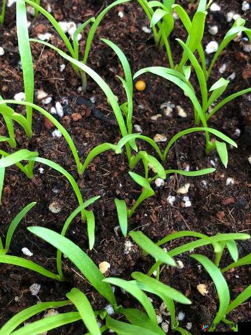 长公主和她的男宠们吃个菠菜卷之菠菜盛宴