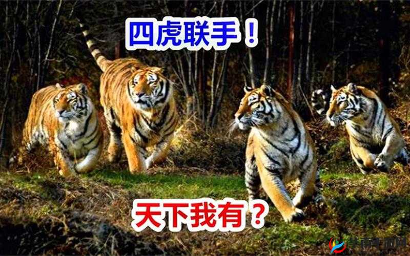 二虎你真厉害还是灵姐厉害：谁更胜一筹