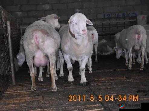 羊的水门打开图解：动物生殖器官科普图