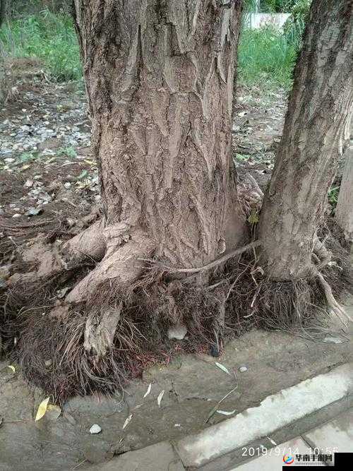 柳树气生根罕见吗：其独特之处探究