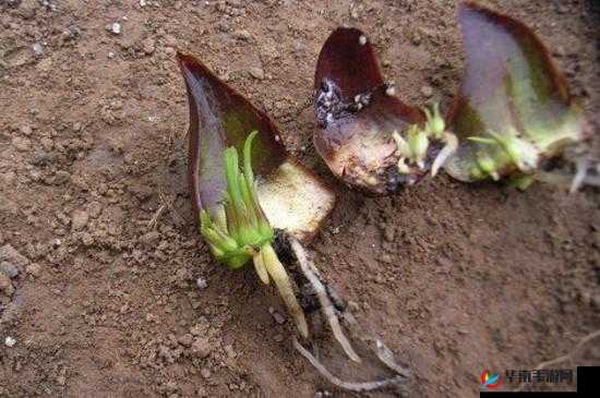 人类：一种通过枝条扦插进行繁殖的生物