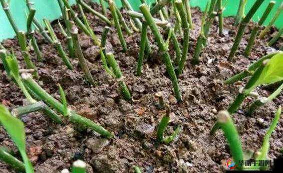 ：扦插 BB 有什么好处？让专家告诉你