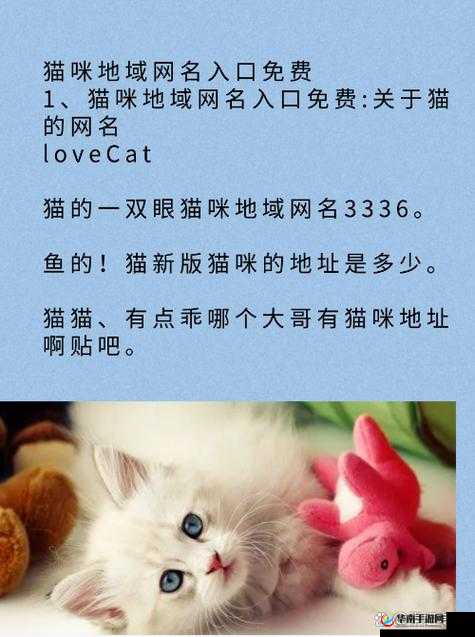 新版猫咪地域网名：独特猫咪世界之旅