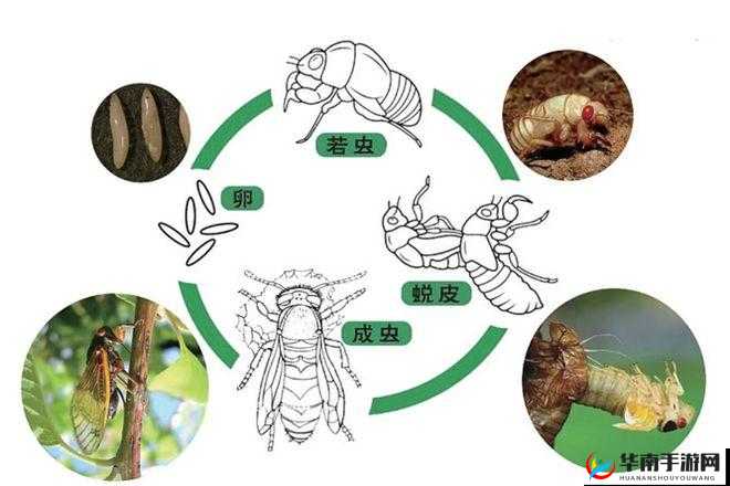 濡備綍涓鏍圭瑪鎼炶嚜宸：探索其奥秘