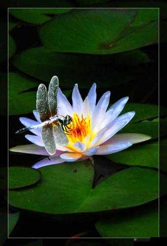 璨傝潐缈荤櫧鐪兼祦鍙ｆ按娴佺溂娉鍥剧墖之美