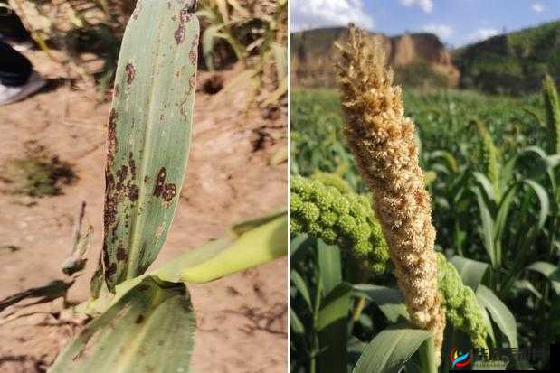 鐢樺畤琚鏃呰岃呭挰鍑轰钩娑：背后的故事