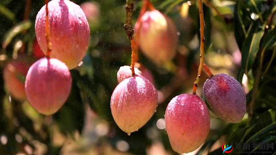 鑺掓灉绮句骇鍥藉搧涓浜屼笁浜у尯鍖哄埆：打造独特的度假胜地