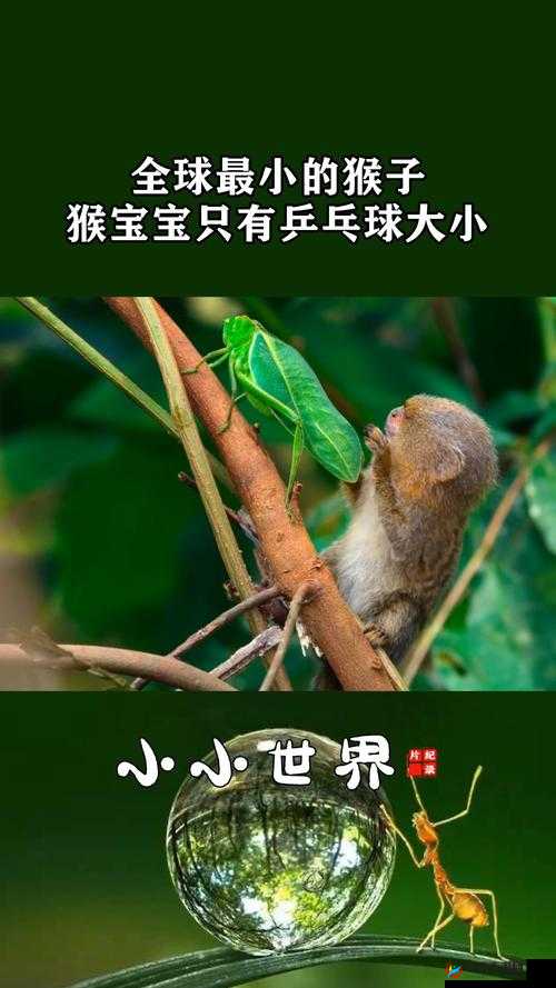 鐖舵瘝鍎垮コ涓瀹跺ぇ鑱旀㈠悤绾㈠垬娴：绾㈠垬娴涓庢柊鍐犵墖