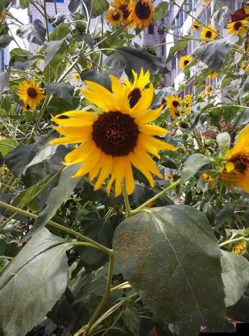 鏋滃喕浼犲獟涔嬬姜姣嶄箣浼-鏉滈箖-鐪嬪ス绀惧尯之探秘