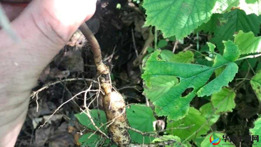 鏃ヤ骇绮惧搧鍗2鍗′笁鍗4铇戣弴之魅力展现