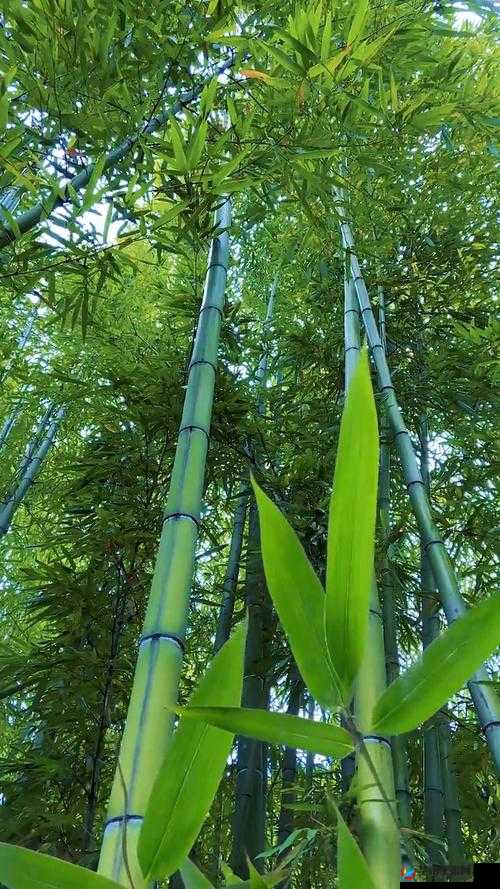 5g褰辫鍦ㄧ嚎瑙傜湅缃楀織绁ョ綉鍧鏄浠涔-它的作用与意义