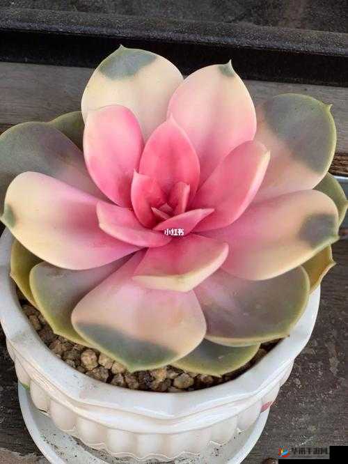 佛教肉莲花实物图：神秘而独特的艺术呈现