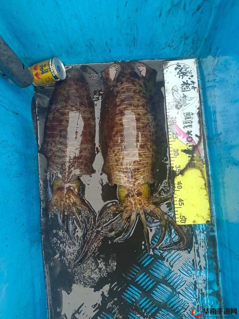 鱿鱼 b25777 将于 2024 年直接进入