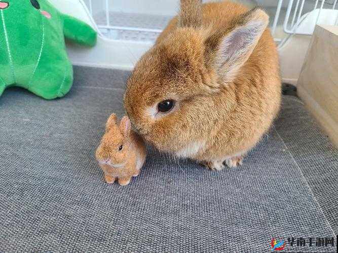 咬小兔兔的正确咬法：轻柔、慢动作、含住尖端