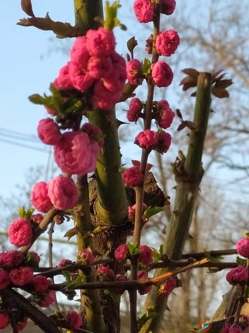 周延镇周文曜含苞待放结局：未知的未来