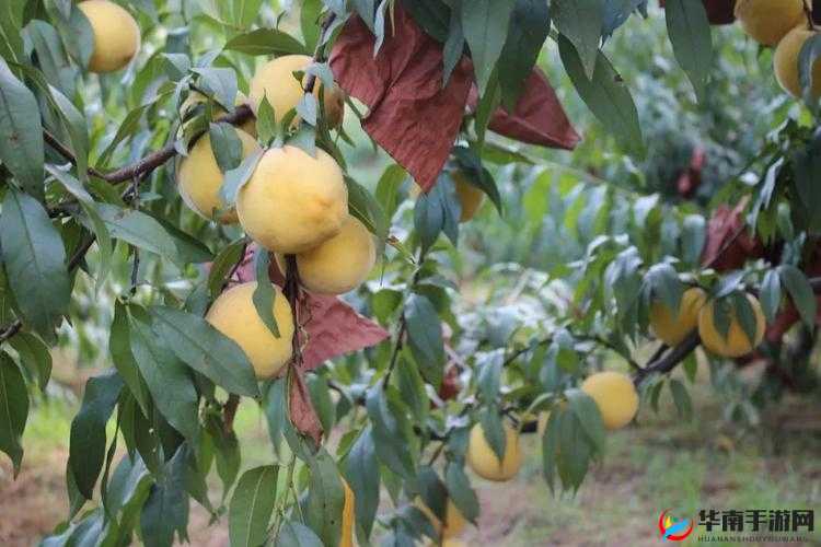 9612 黄桃亚洲品质在线观看：享受视觉盛宴