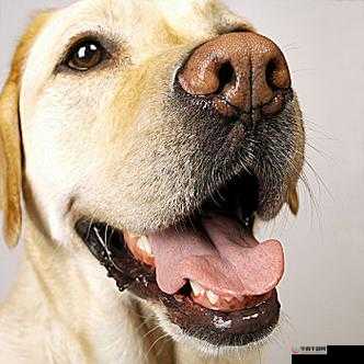 伸舌快速喘气的奇特表现