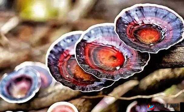 有一根又黑又硬的蘑菇头：探秘其神秘之处