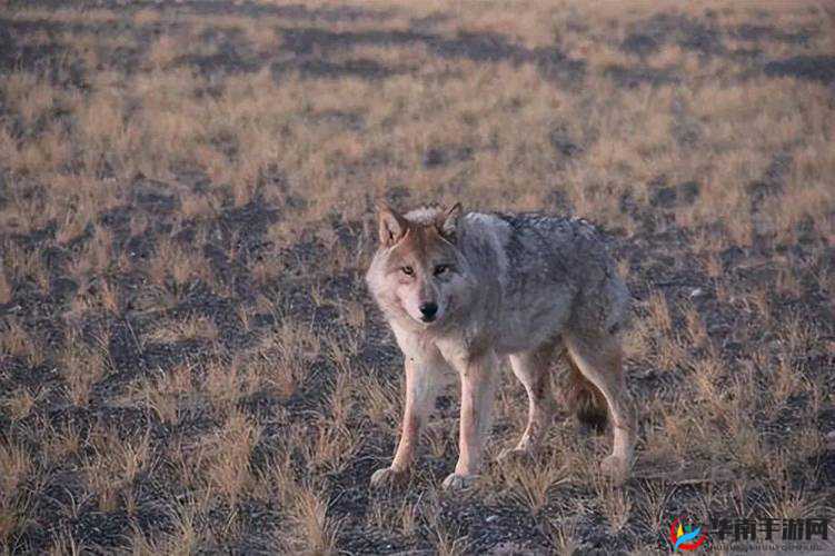 老狼在无人区的表现：独自求生、绝境逢生