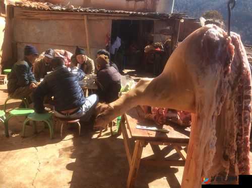 杨氏的牦户又肥又厚：独特的存在