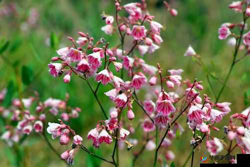 杨二楞田桂花的乡村故事